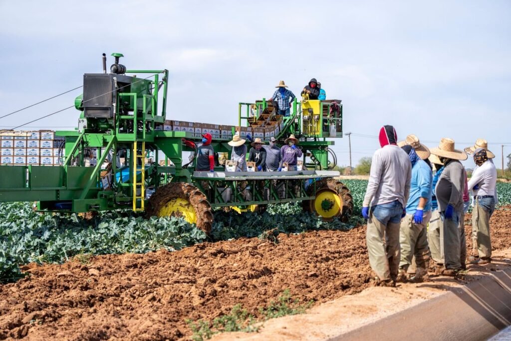 Trabajadores agrícolas temporales cargando cajas de producto en un campo al amanecer