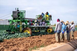 Trabajadores agrícolas temporales cargando cajas de producto en un campo al amanecer